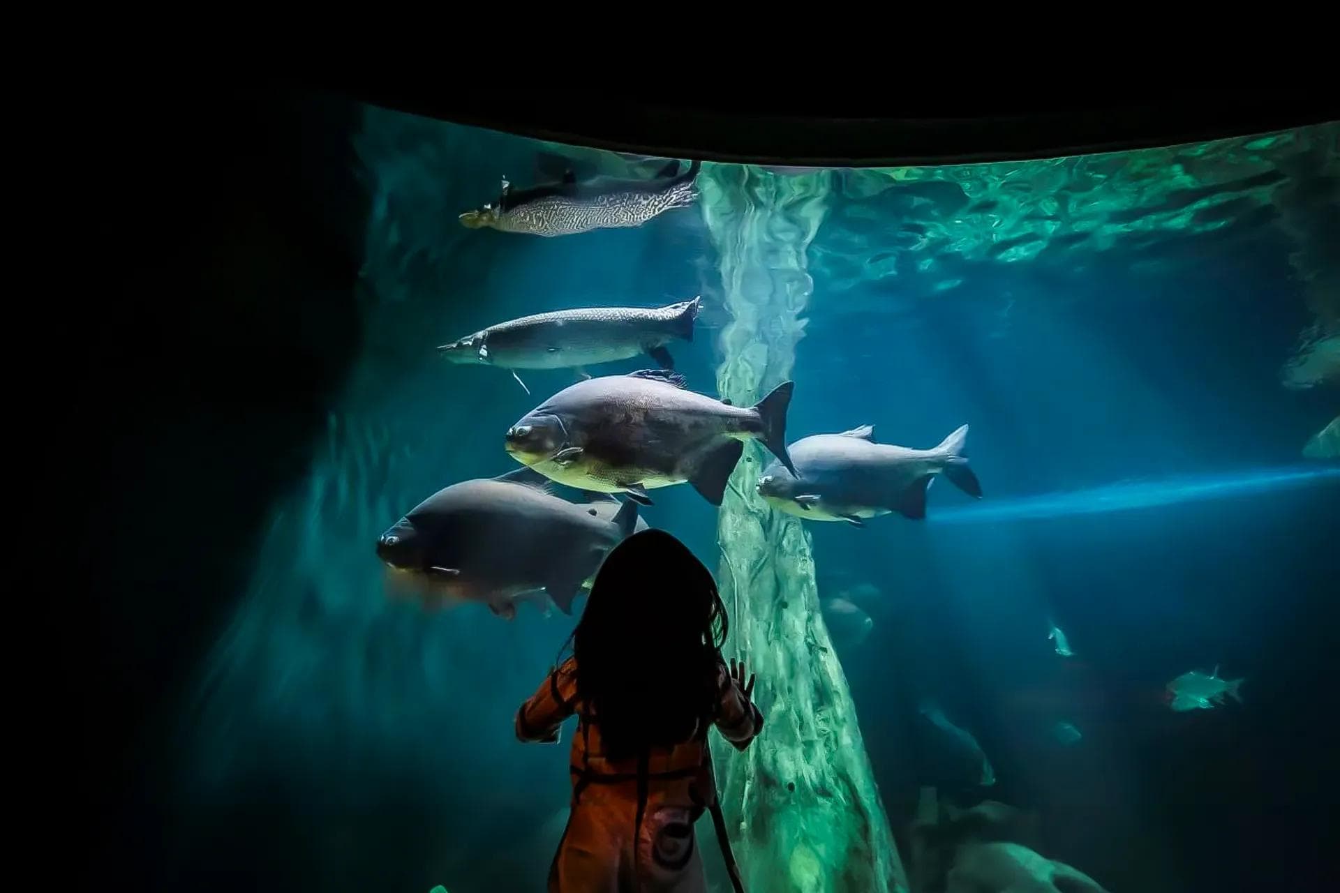 Aquaria KLCC - 1 Day Ticket