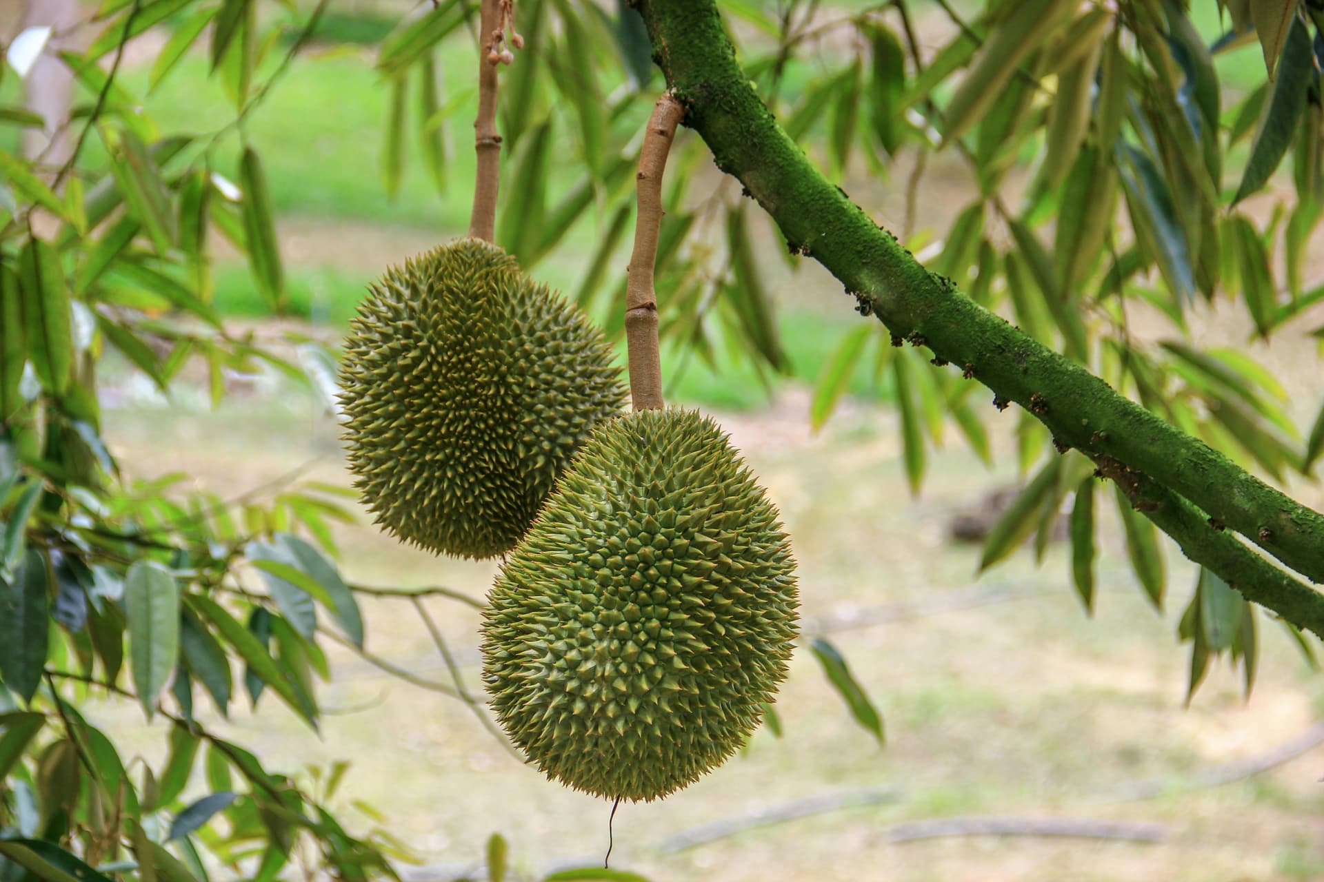 One Day JB Durian Tour | Musang King + Premium Durian