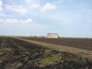 Paddy field after harvesting