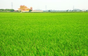 Sekinchan Padi field